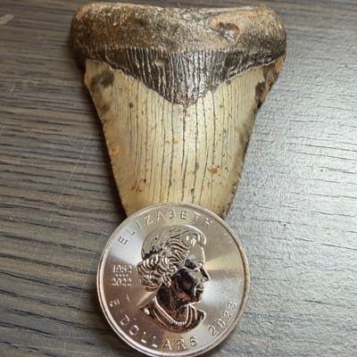 Random date 1-oz Silver Candian Maple Leaf  - additional view