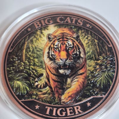 The Big Cats- Tiger edition.